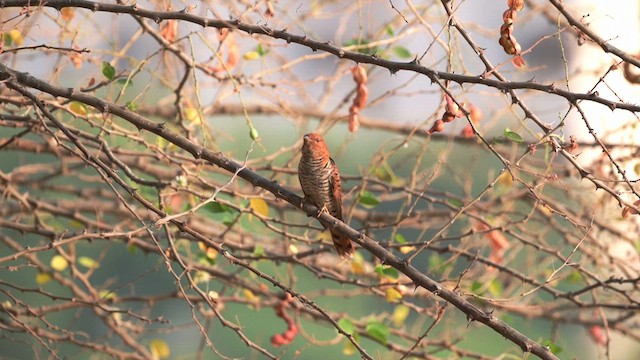 Gray-bellied Cuckoo - ML617550391