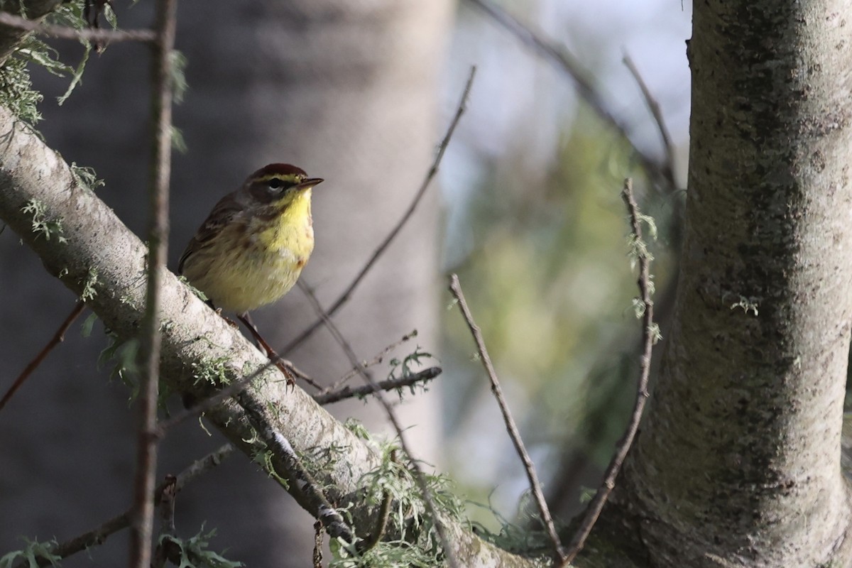 Palm Warbler (Western) - ML617550440