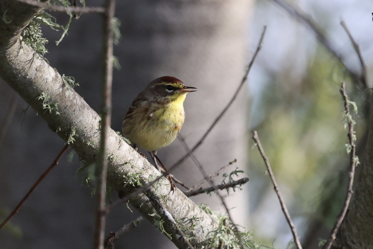 Palm Warbler (Western) - ML617550441