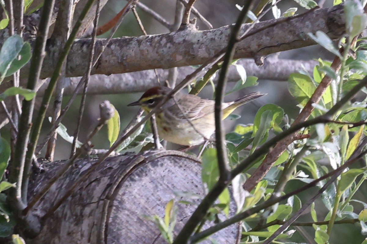 Palm Warbler (Western) - ML617550442