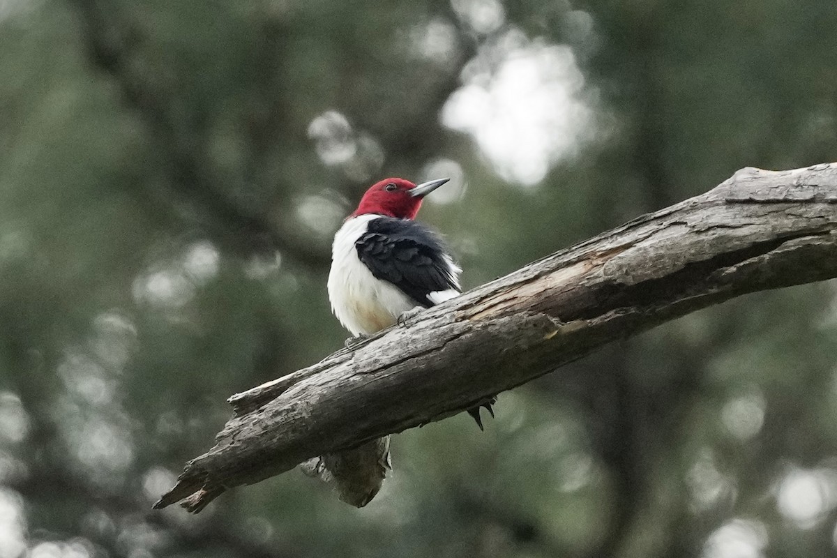 Red-headed Woodpecker - ML617550457