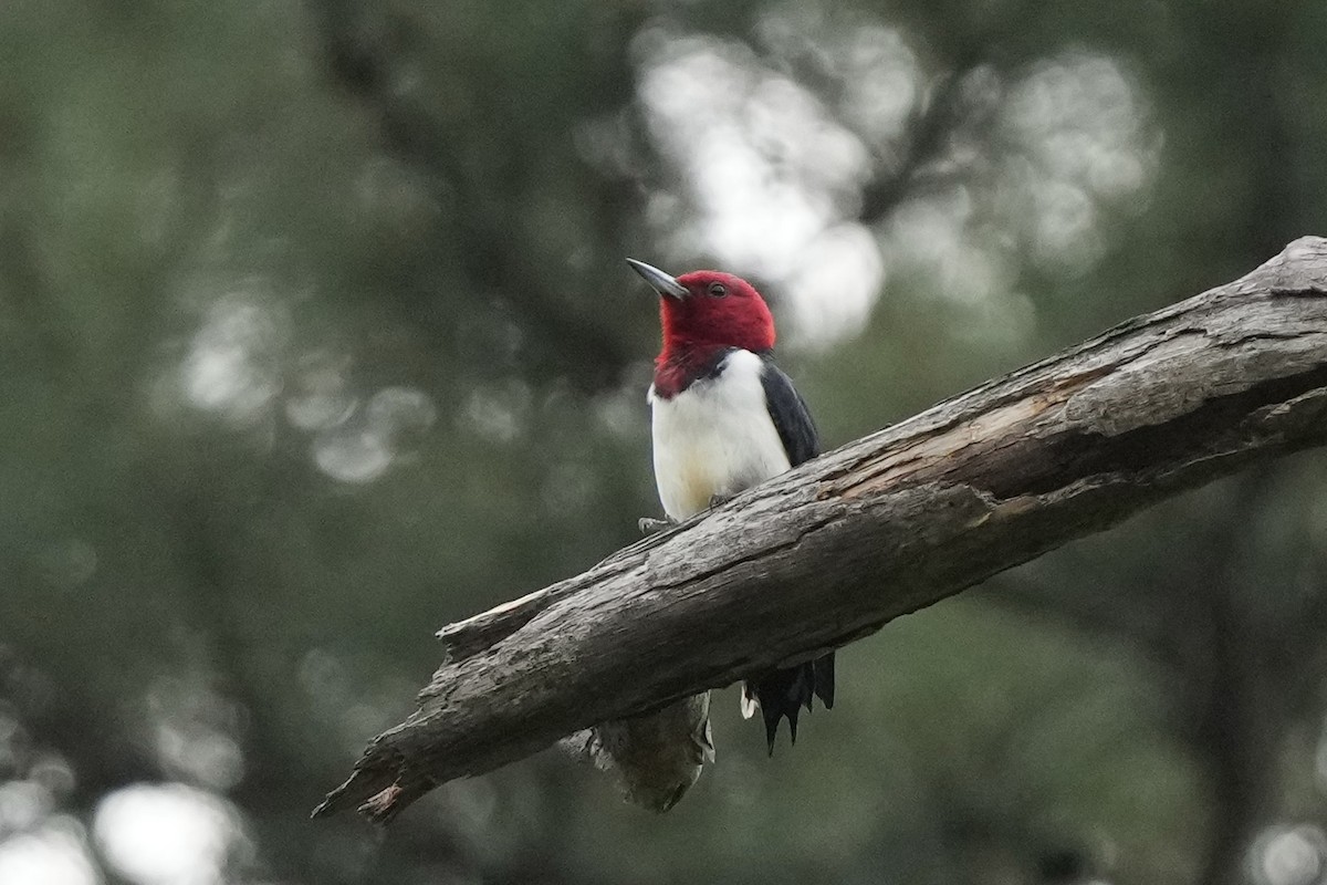 Red-headed Woodpecker - ML617550458