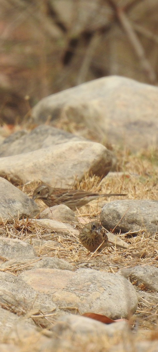 White-capped Bunting - ML617550469