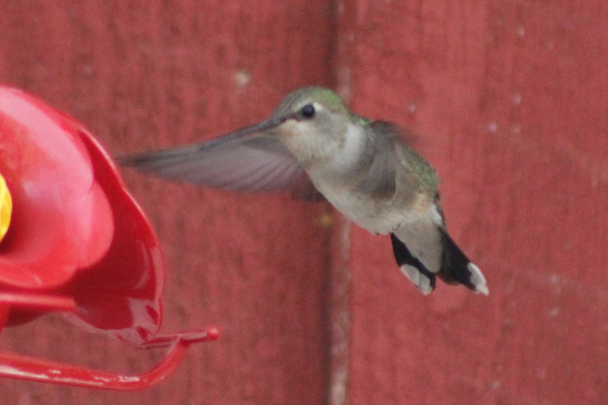 Black-chinned Hummingbird - ML617550476