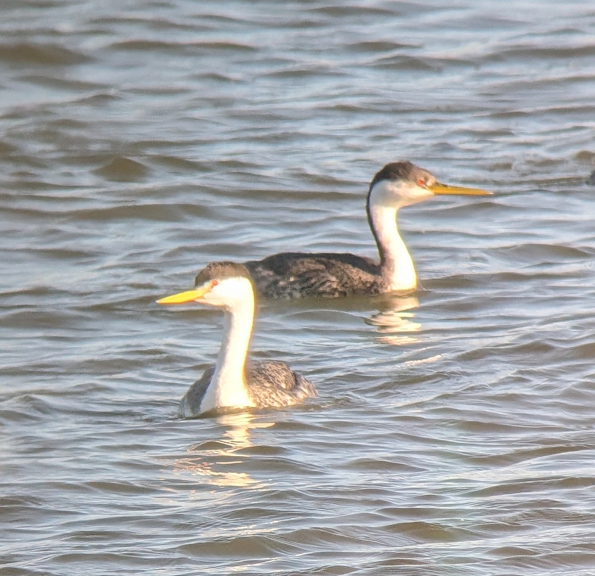 Clark's Grebe - ML617550520