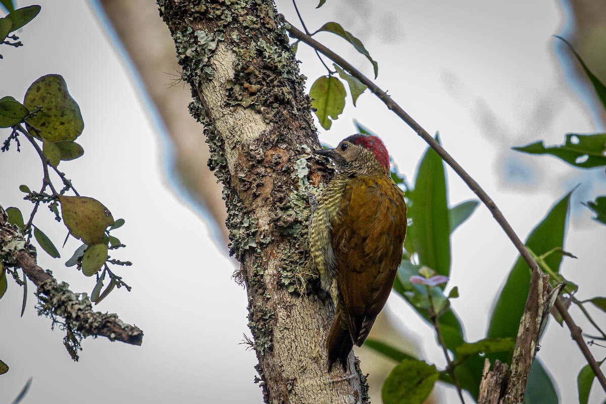 Golden-olive Woodpecker - ML617550531