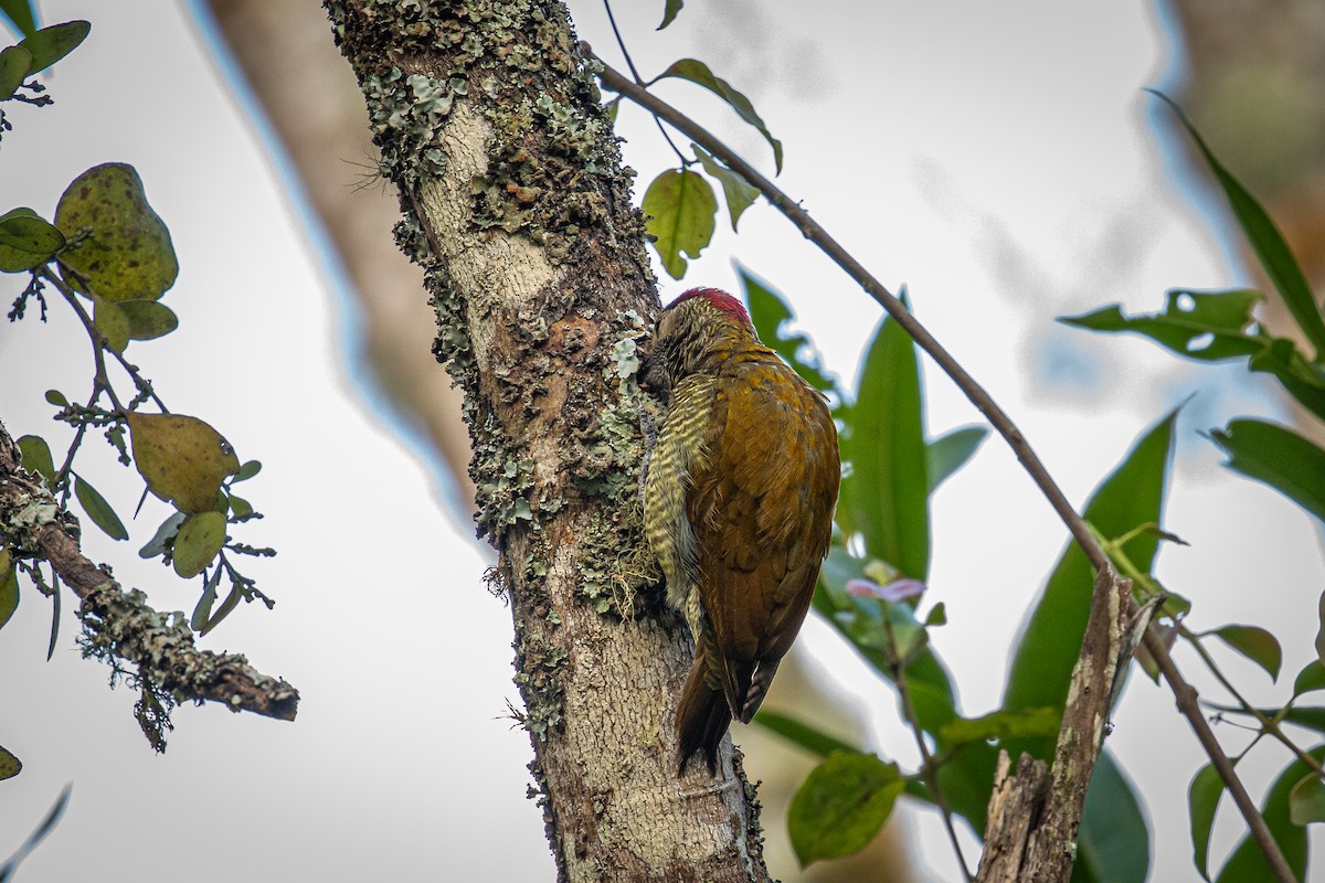 Golden-olive Woodpecker - ML617550532