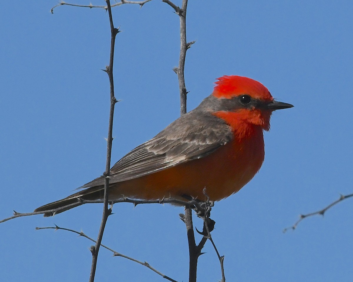 Mosquero Cardenal - ML617550553