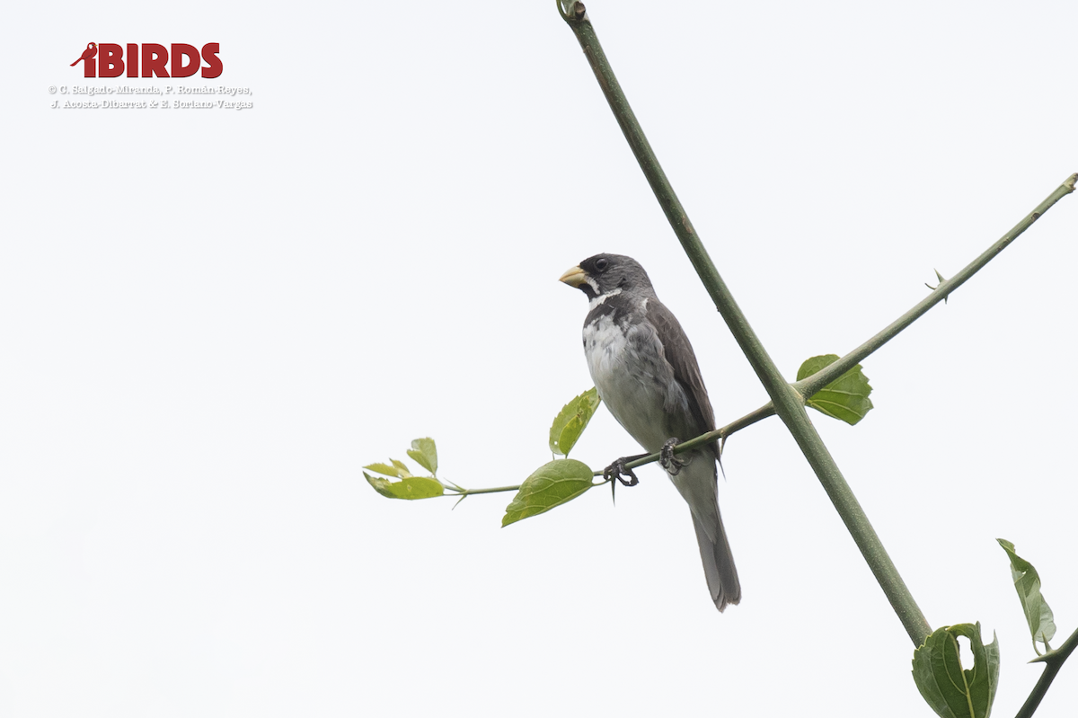 Double-collared Seedeater - ML617550583