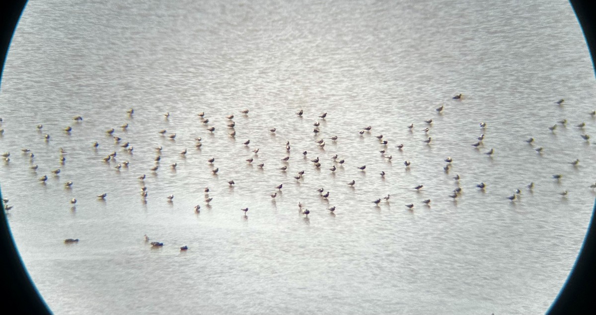 American Golden-Plover - Logan Anderson