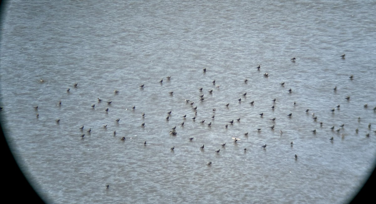 American Golden-Plover - ML617550626