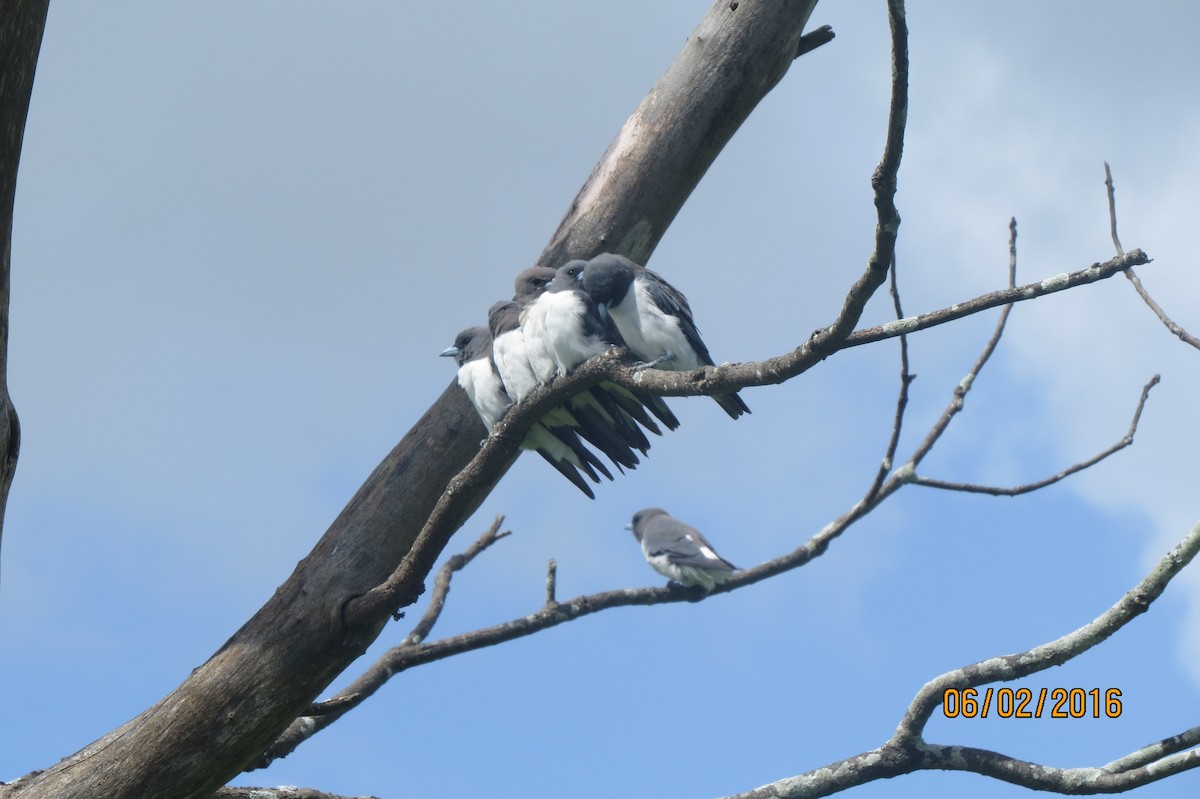 White-breasted Woodswallow - ML617550672