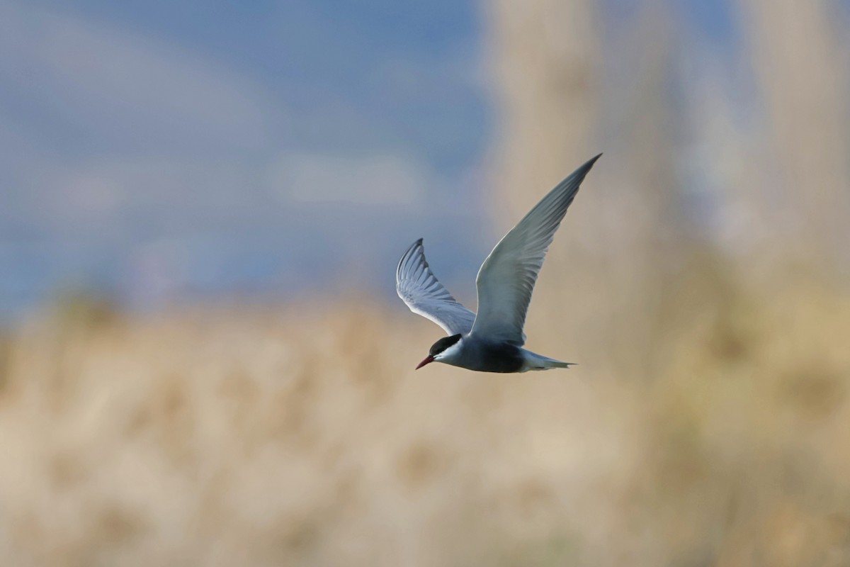 Whiskered Tern - ML617550676