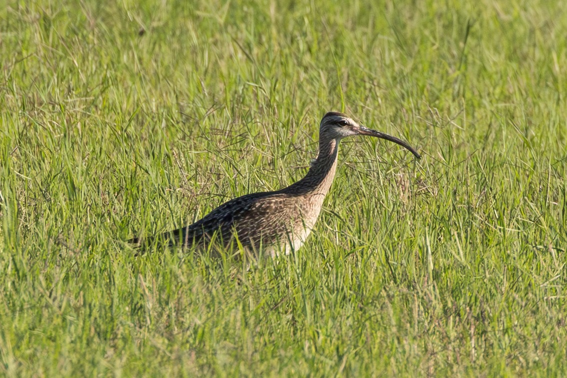 Regenbrachvogel - ML617550690