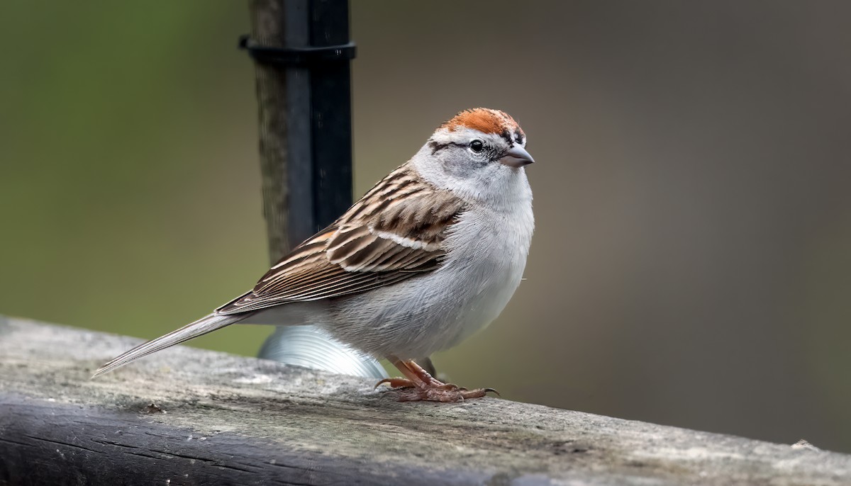 Chipping Sparrow - ML617550767