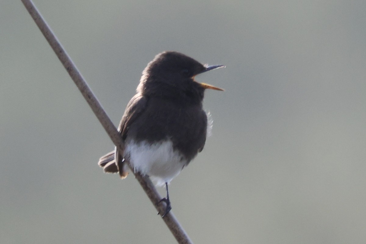 Black Phoebe - ML617550768