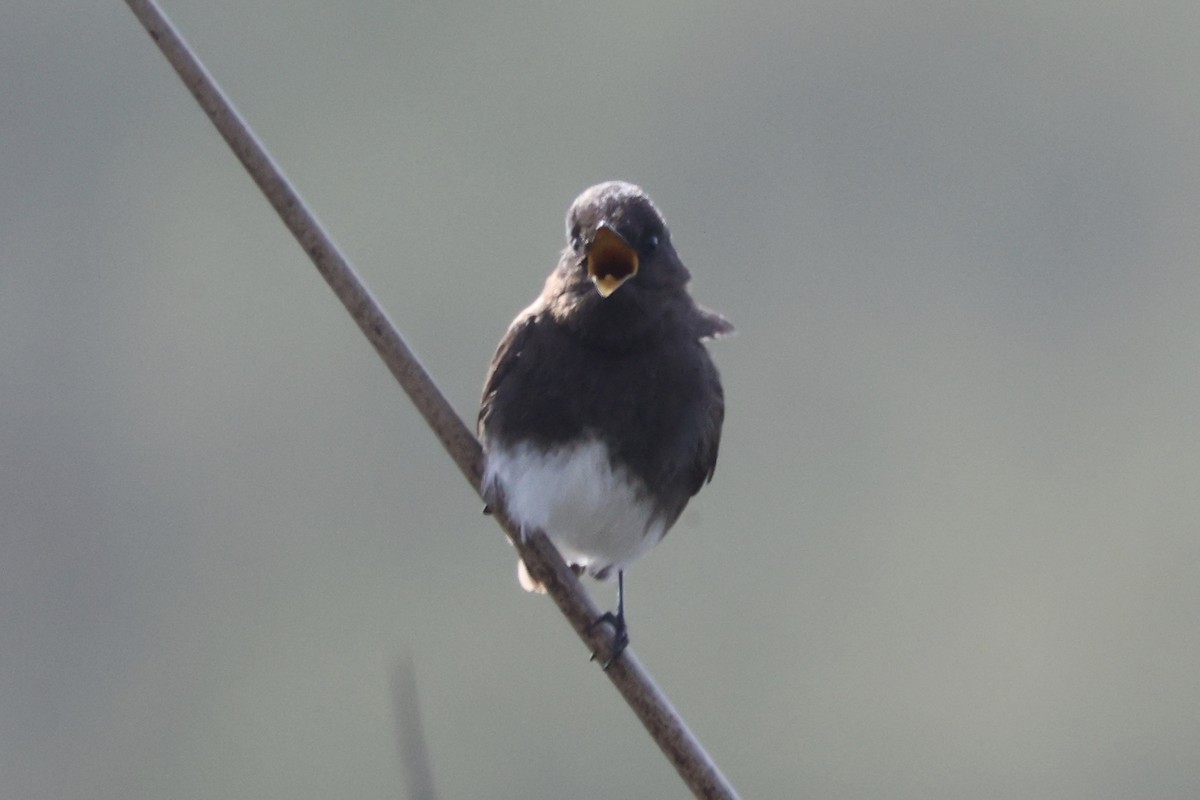 Black Phoebe - ML617550769