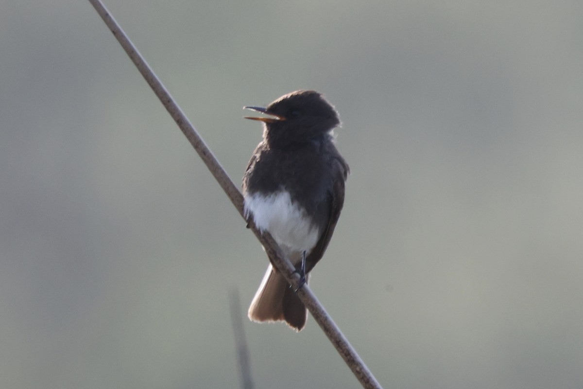 Black Phoebe - ML617550770