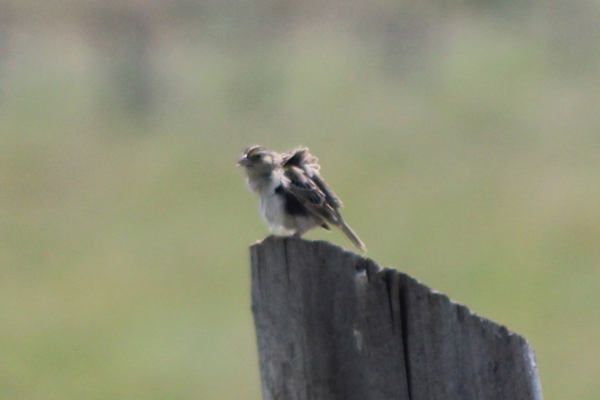 Grasshopper Sparrow - ML617550772