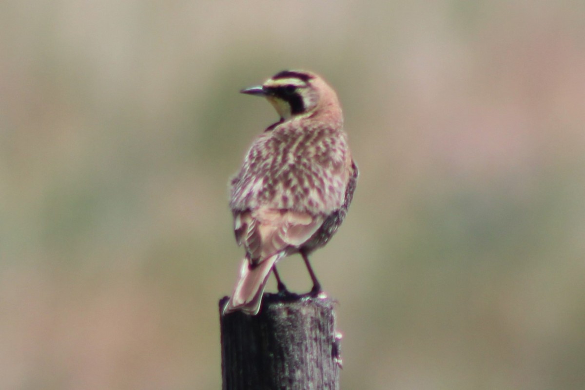 Horned Lark (Western pale Group) - ML617550779