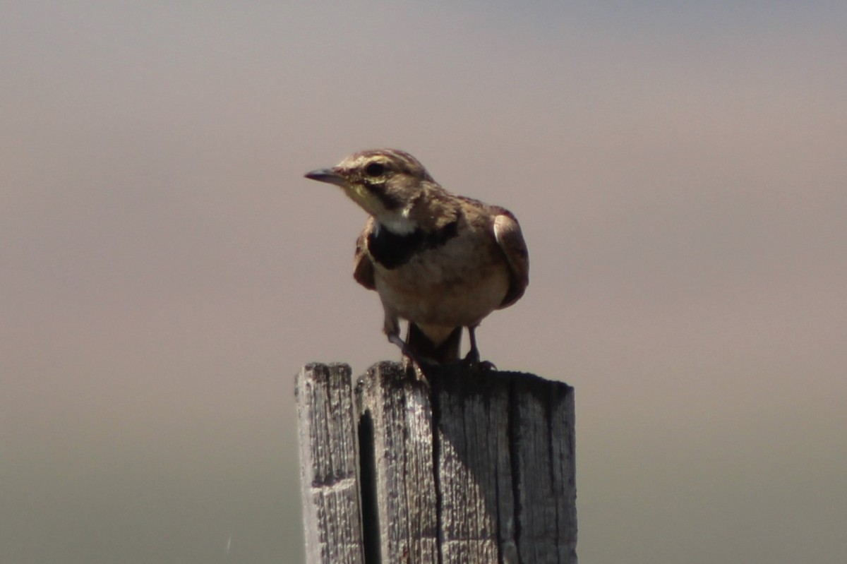 Horned Lark (Western pale Group) - ML617550780