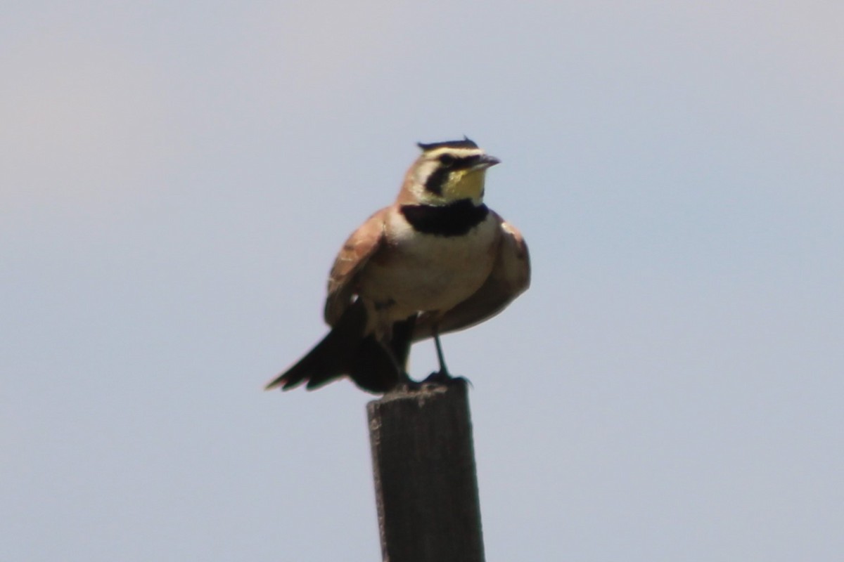 Horned Lark (Western pale Group) - ML617550781