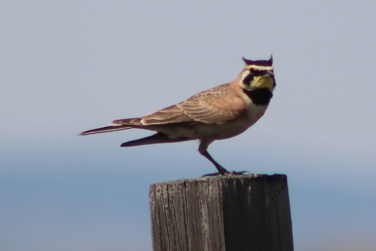 Horned Lark (Western pale Group) - ML617550782