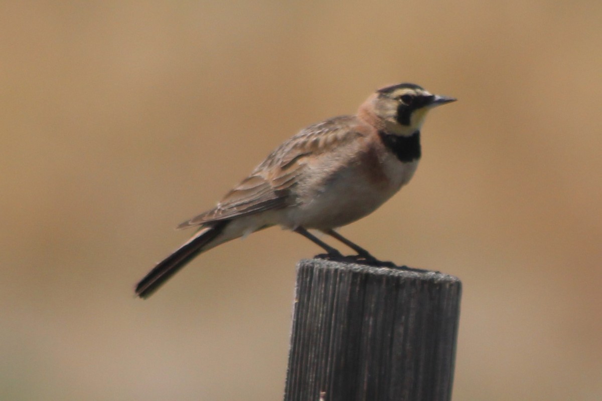 Horned Lark (Western pale Group) - ML617550790