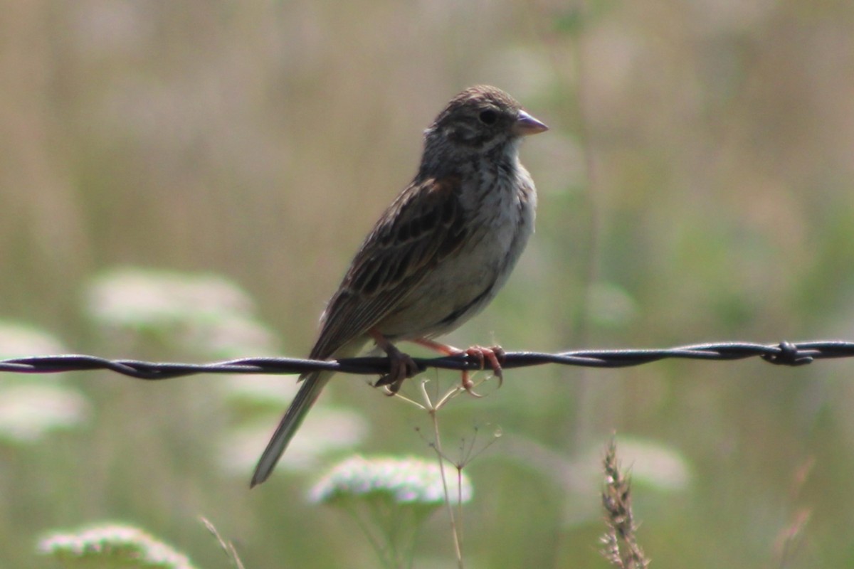 Vesper Sparrow - ML617550797