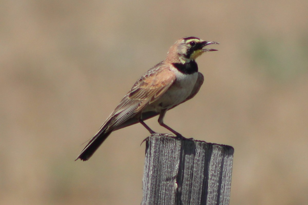 Horned Lark (Western pale Group) - ML617550805