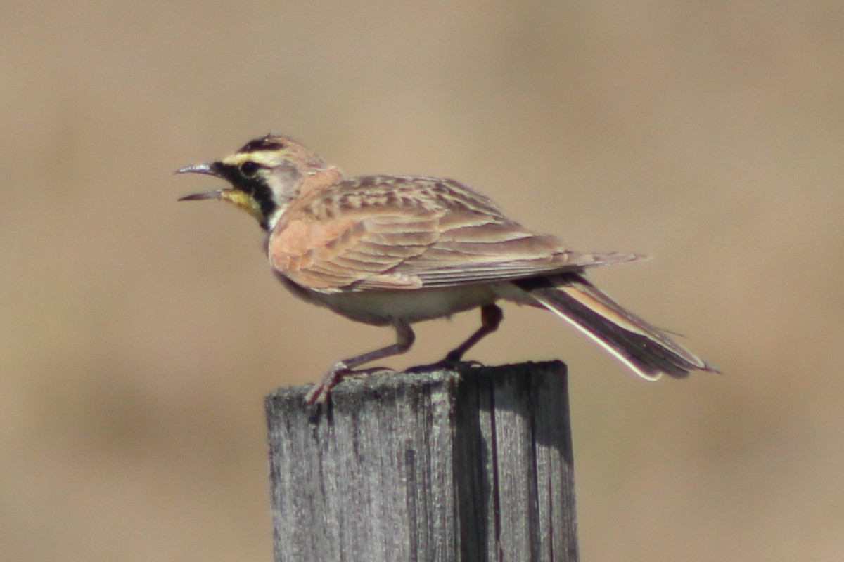 Horned Lark (Western pale Group) - ML617550808