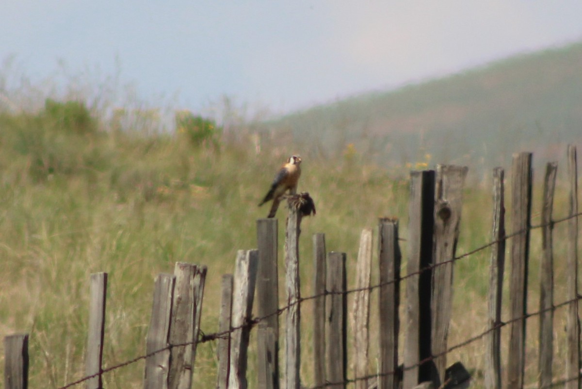 American Kestrel - ML617550846