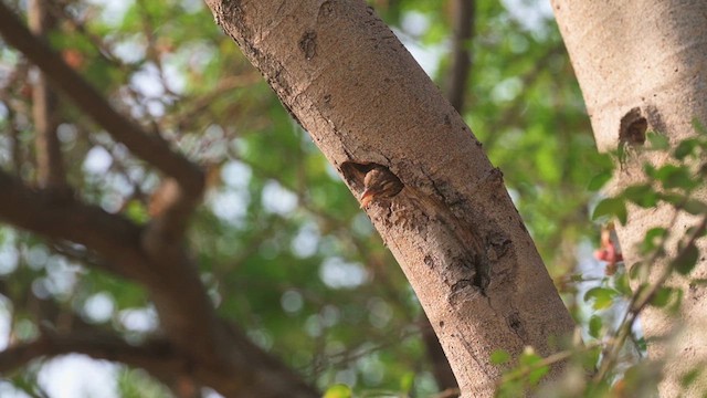 White-cheeked Barbet - ML617550863