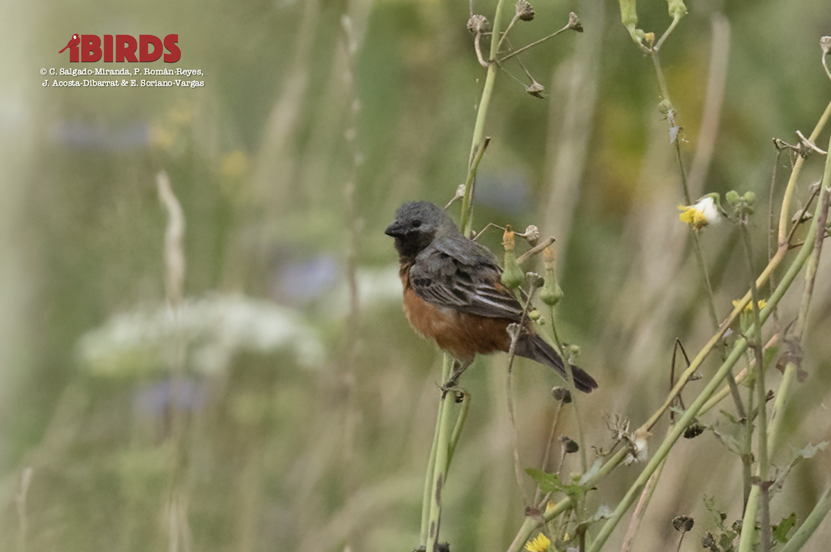 Dark-throated Seedeater - C. Salgado-Miranda & E. Soriano-Vargas