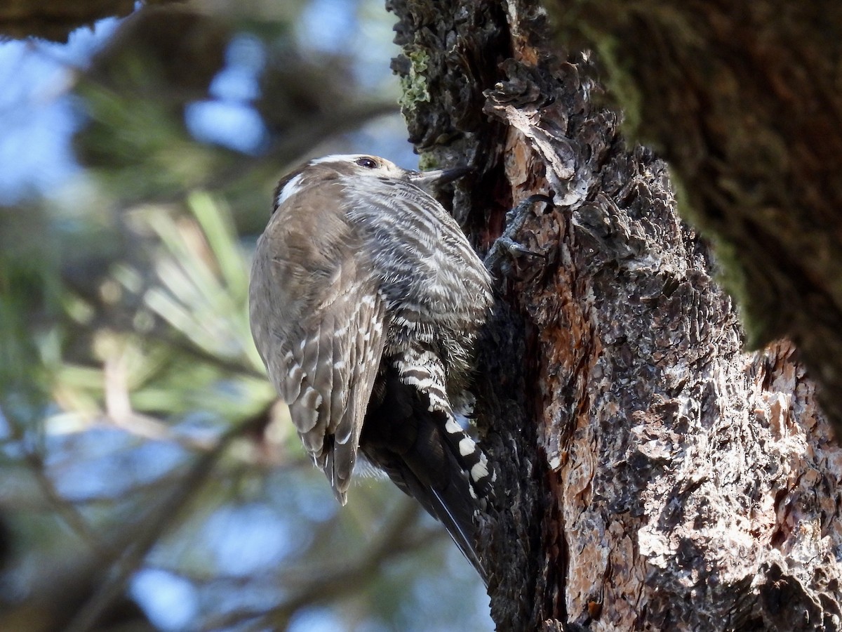 Arizona Woodpecker - ML617550872