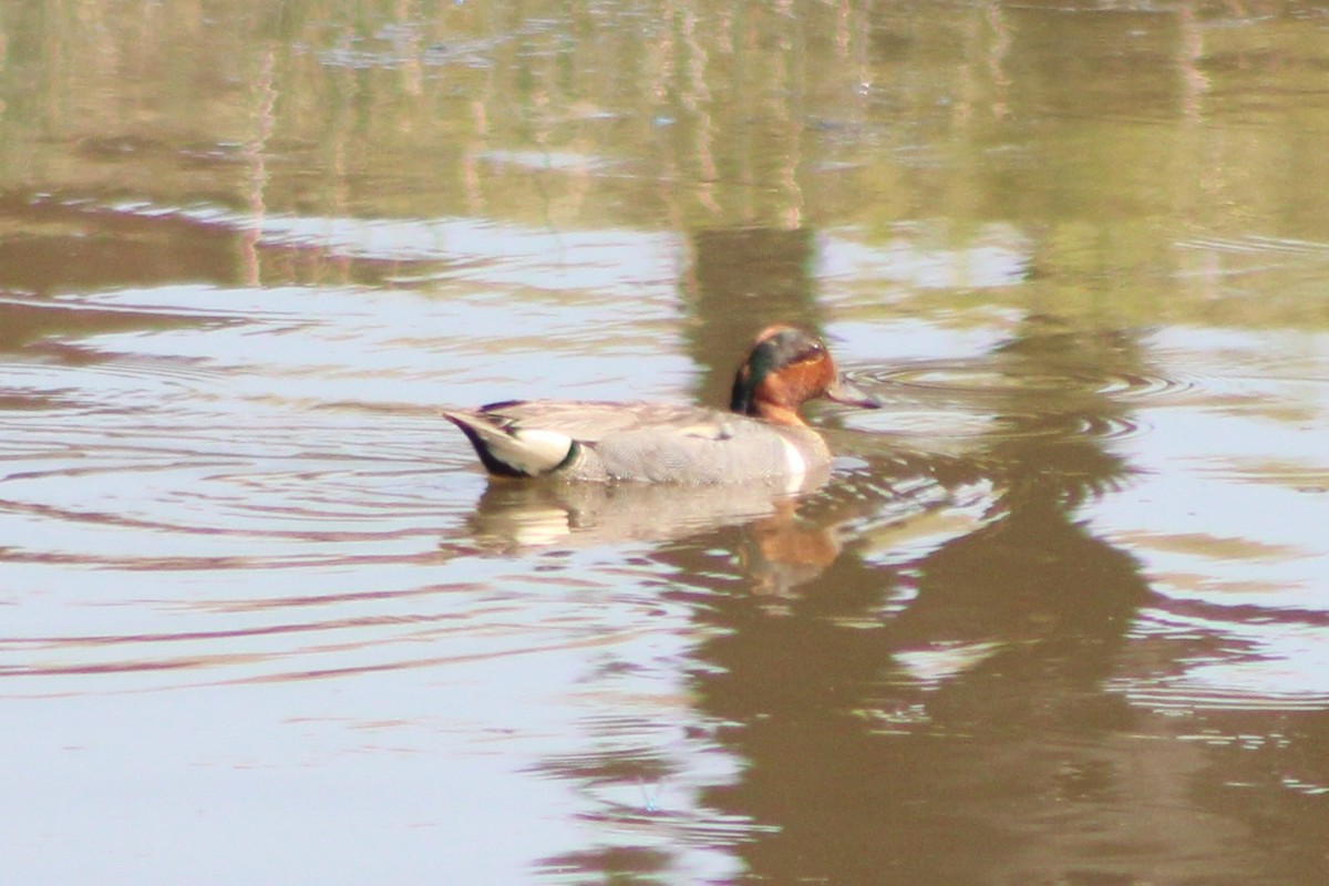 Green-winged Teal (American) - ML617550881