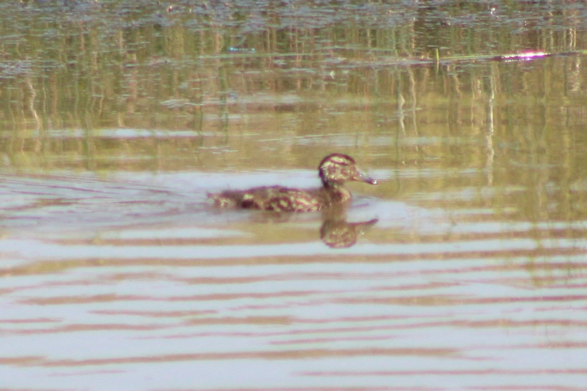 Green-winged Teal (American) - ML617550882