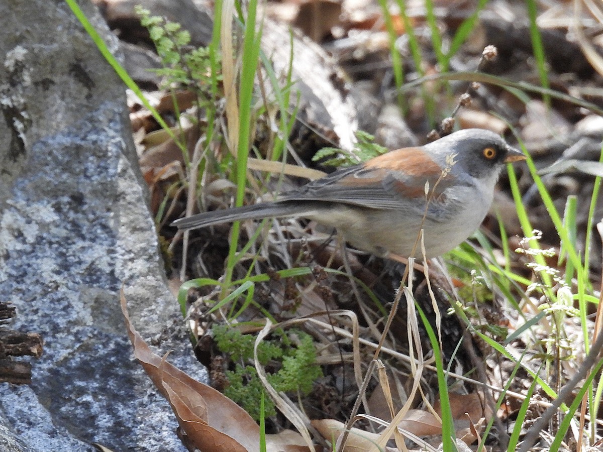 Yellow-eyed Junco - ML617550885