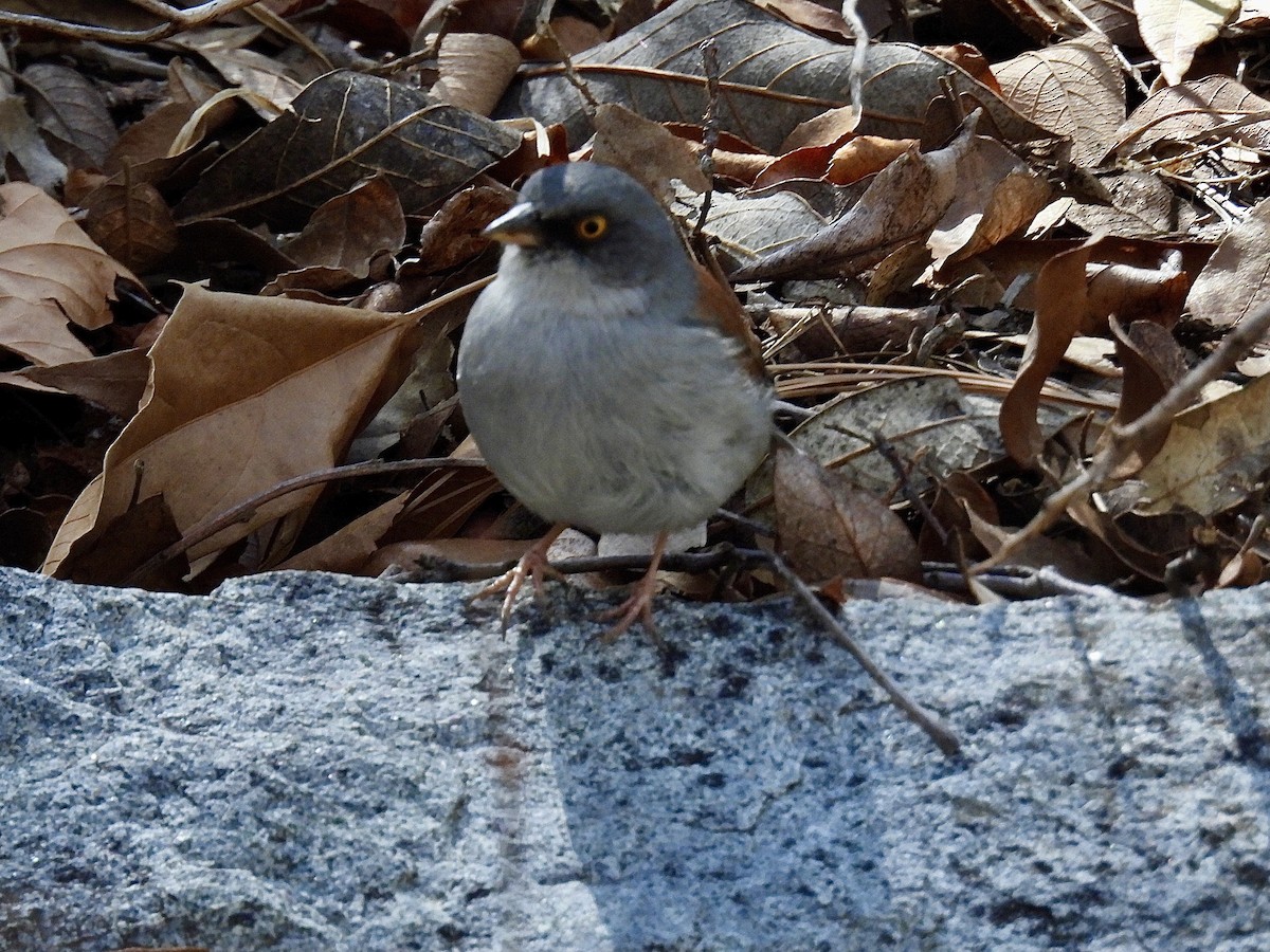 Yellow-eyed Junco - ML617550886