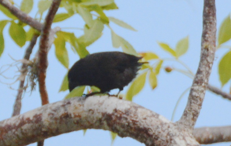 Medium Ground-Finch - ML617550891