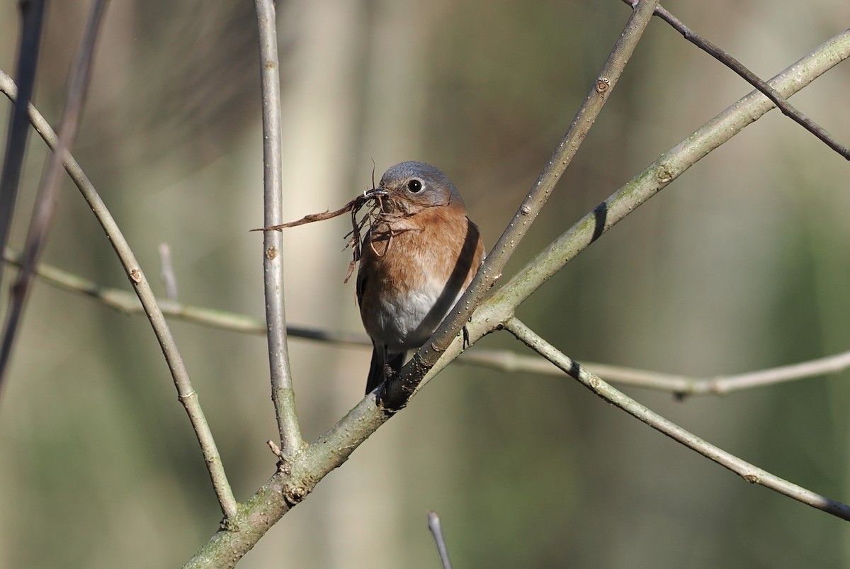 Eastern Bluebird (Eastern) - ML617550928