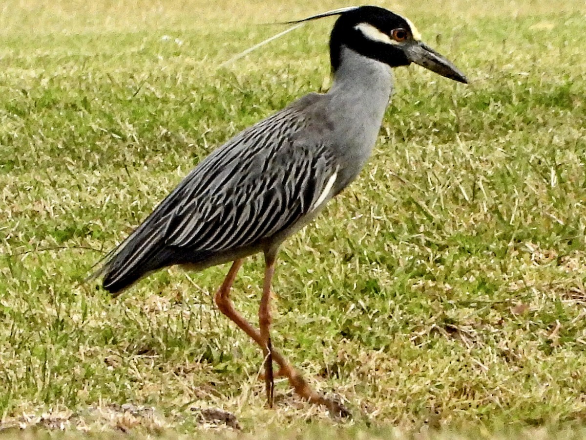 Yellow-crowned Night Heron - ML617550956