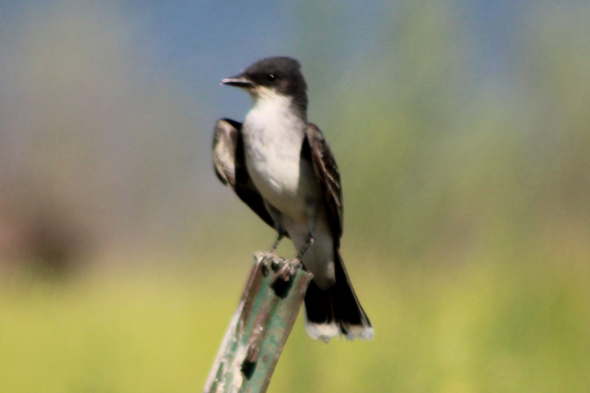 Eastern Kingbird - ML617550970