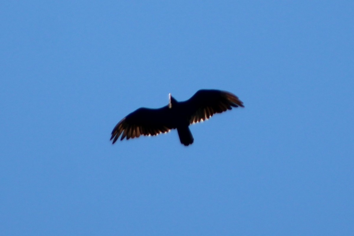 Turkey Vulture - ML617550976