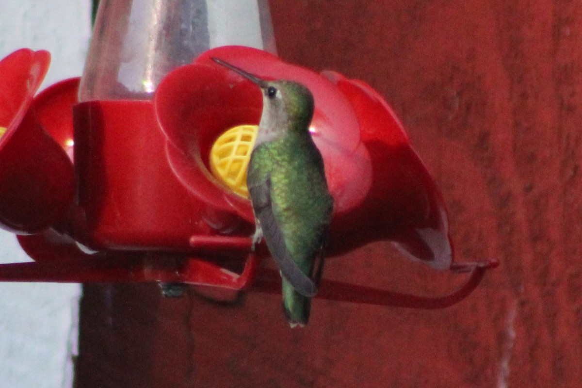 Black-chinned Hummingbird - ML617550986