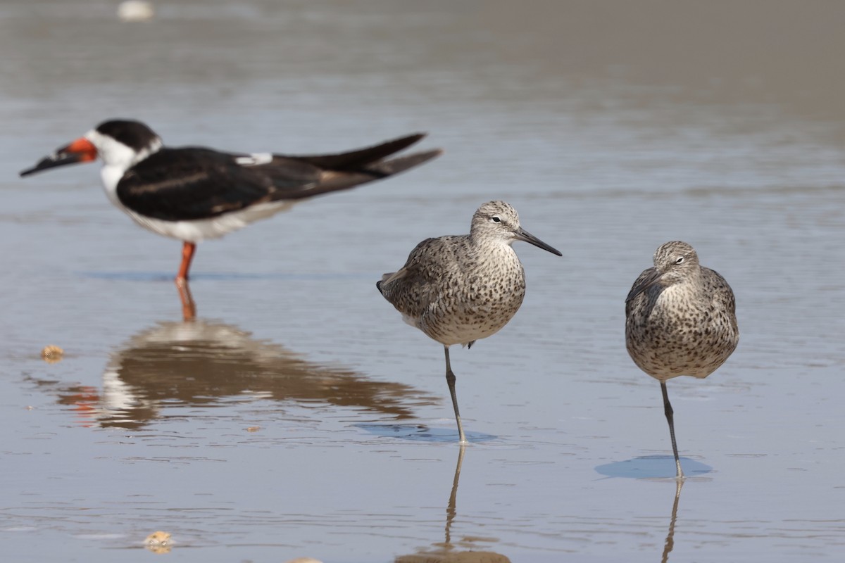 Willet - ML617550999