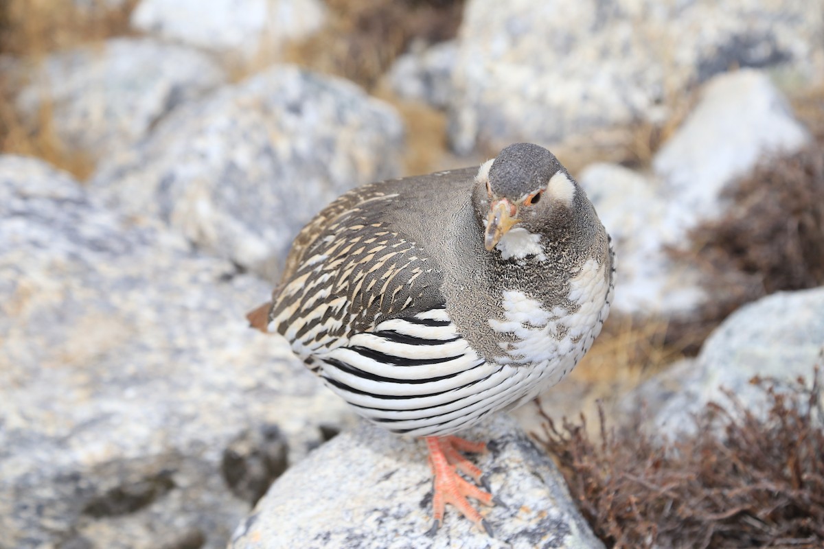 Tibetan Snowcock - ML617551001