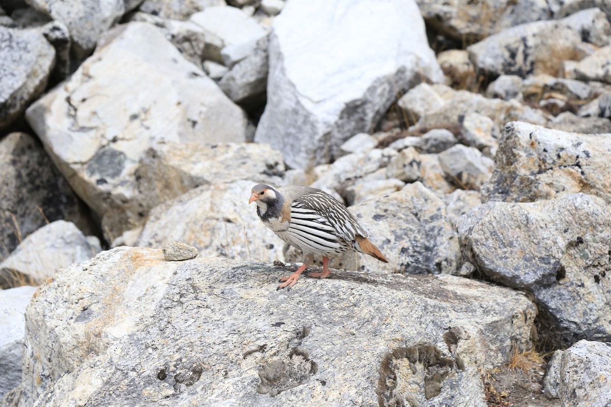 Tibetan Snowcock - ML617551002