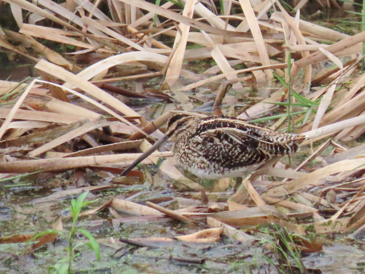 African Snipe - Joyce Brady