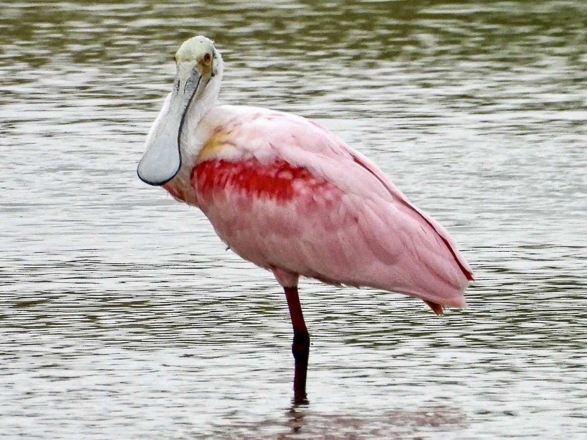 Roseate Spoonbill - ML617551009